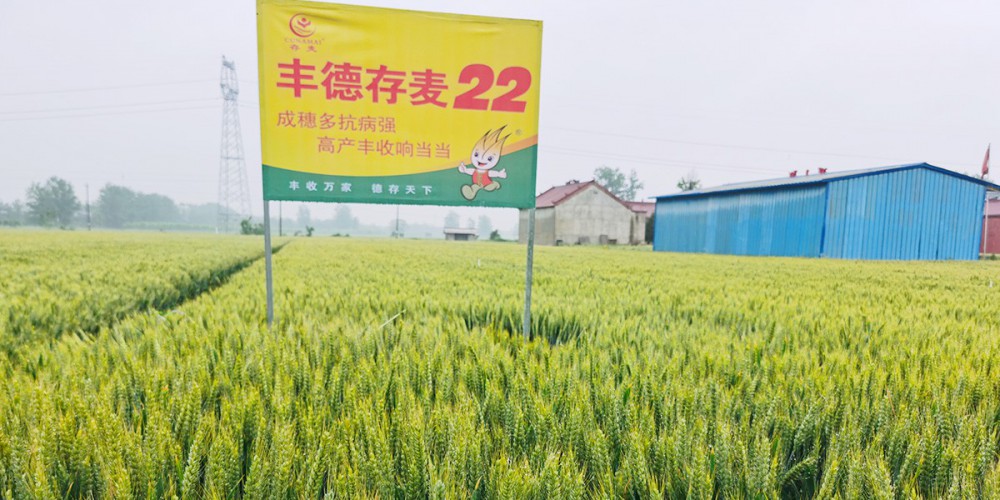 丰德存麦22