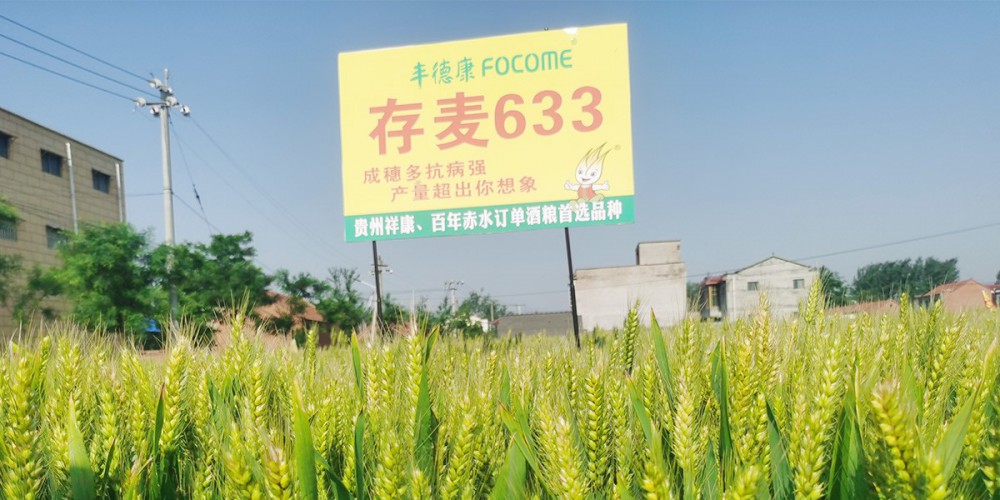存麦633