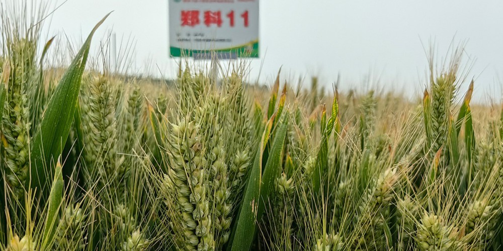 郑科11