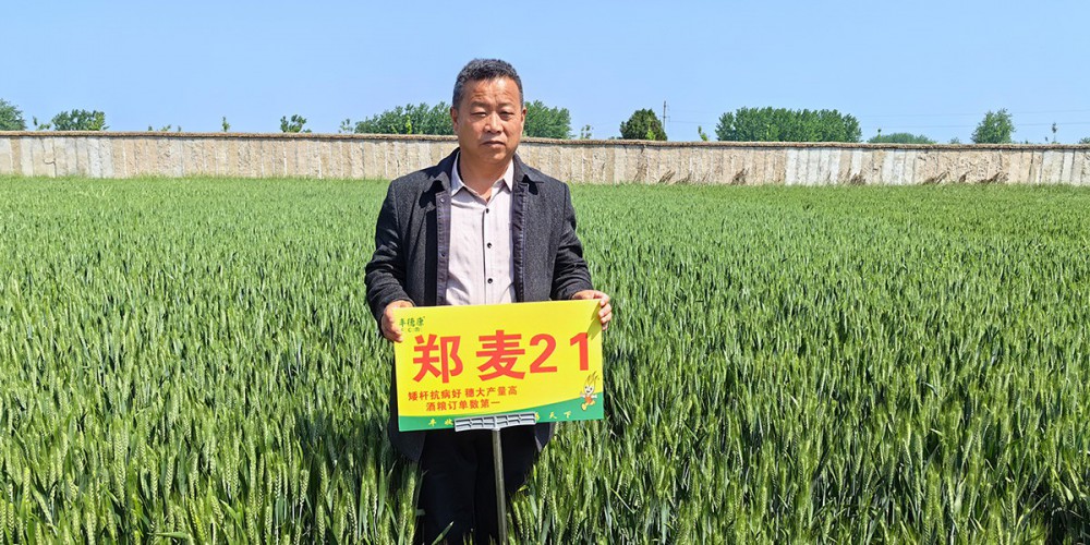 郑麦21